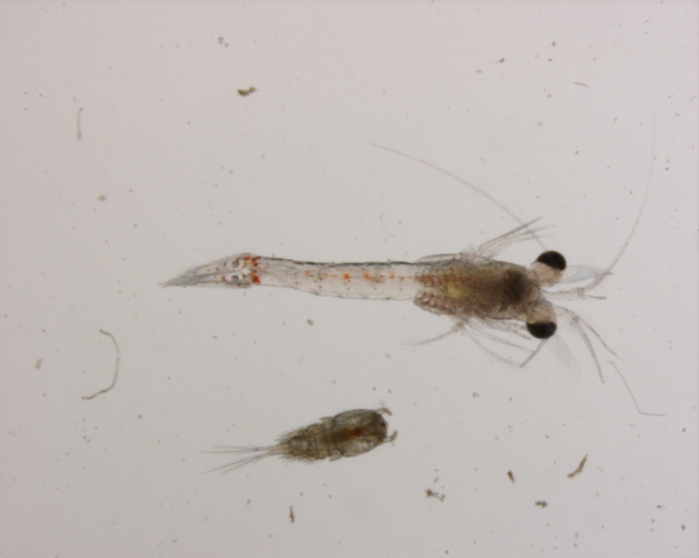 06Jun13 Shrimp Larva S1 x125 07